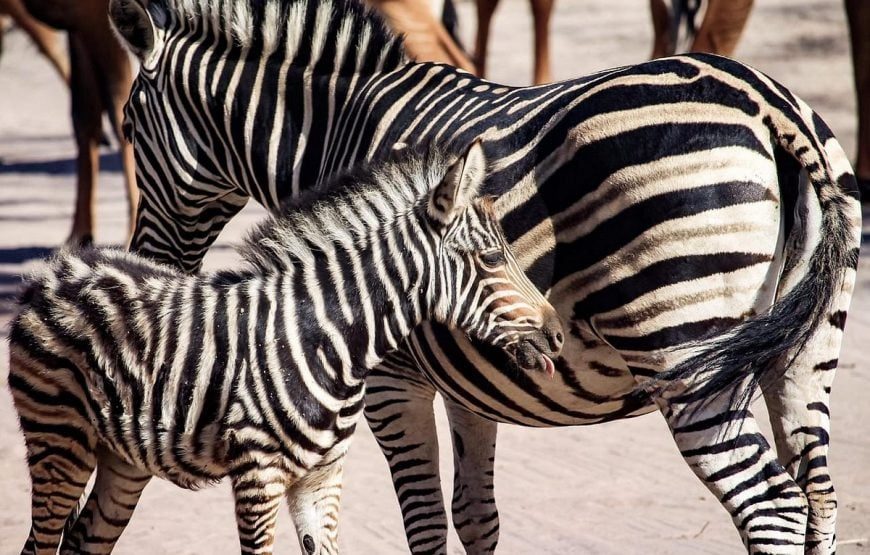 Explore Senegal & the Gambia – 10 Days