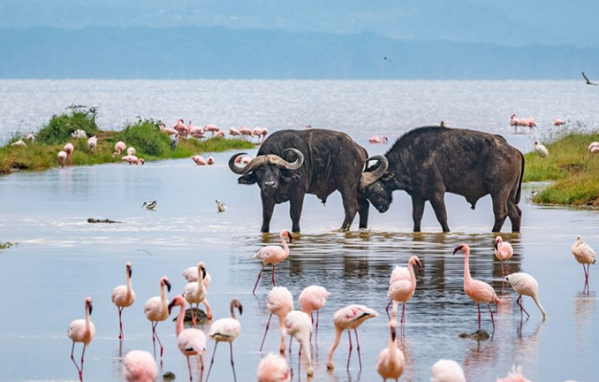 Kenya Safari & Zanzibar Beach Experience – 10 Days