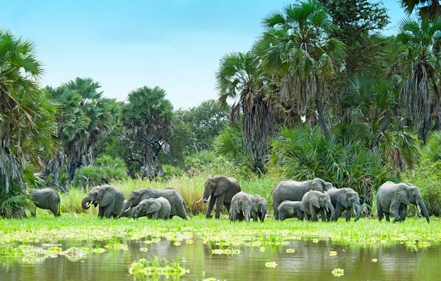 TANZANIA SPECIAL 08 DAY SAFARI