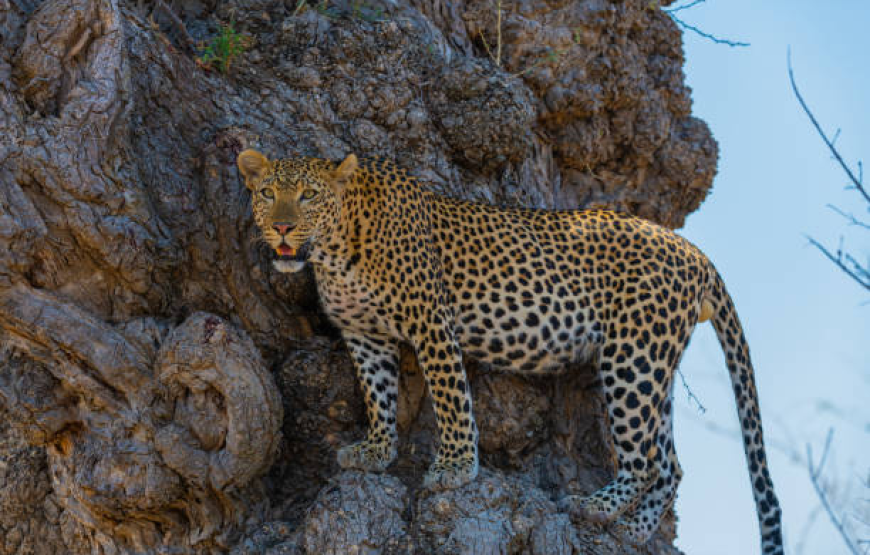 TANZANIA SPECIAL 08 DAY SAFARI