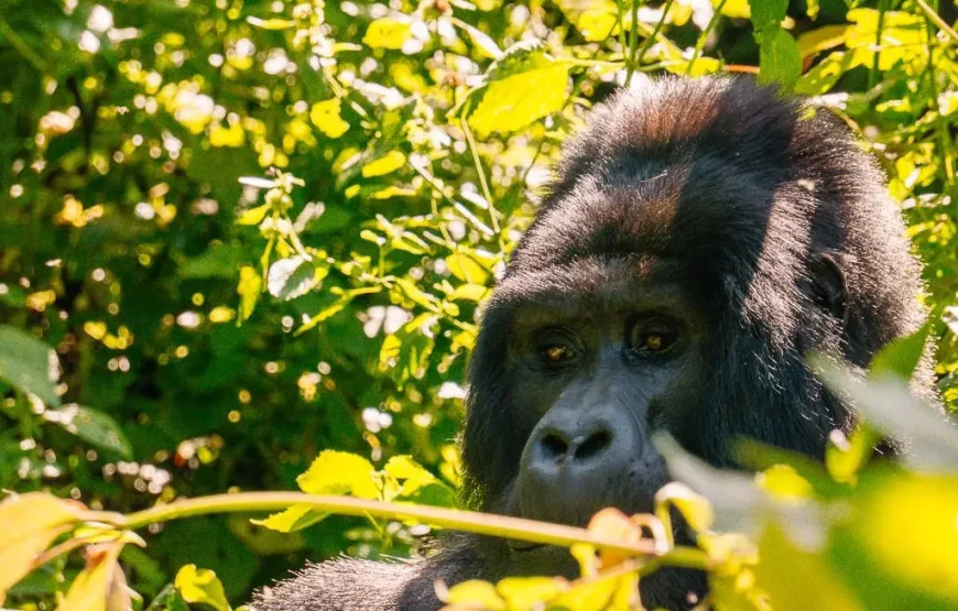 Uganda & Rwanda Primate Safari Combo – 10 Days