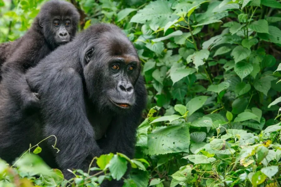Gabon Gorilla Trekking and Safari – 6 Days